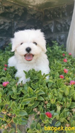Maltese Yavrumuz 4