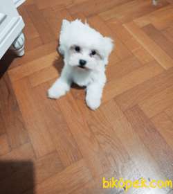 Maltesee 1