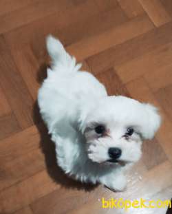 Maltesee 2