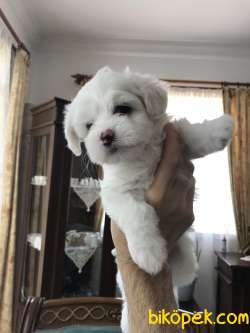 Maltesee Terrier 2