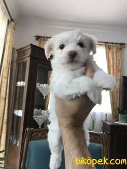 Maltesee Terrier 1
