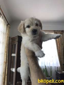 Maltesee Terrier 5