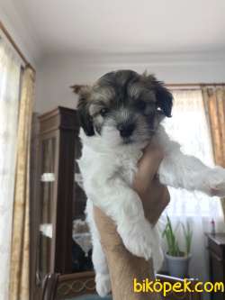 Maltesee Terrier 4