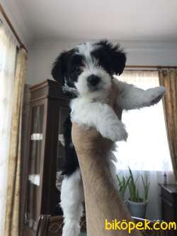 Maltesee Terrier 3