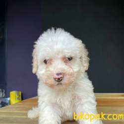 Maltesee Terrier Yavrularımız Gelmiştir 1