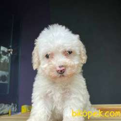 Maltesee Terrier Yavrularımız Gelmiştir 2
