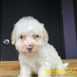 Maltesee Terrier Yavrularımız Gelmiştir 3