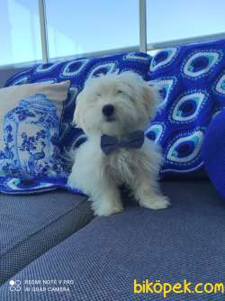 Malteseterrier Orjinal Safkan A Kalite Teacup Yavrular 2