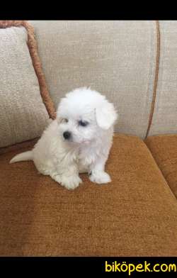 Malteseterrier Orjinal Safkan A Kalite Teacup Yavrular 3