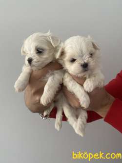 Malteseterrier Orjinal Safkan A Kalite Teacup Yavrular 4