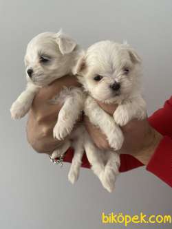 Malteseterrier Orjinal Safkan A Kalite Teacup Yavrular 1