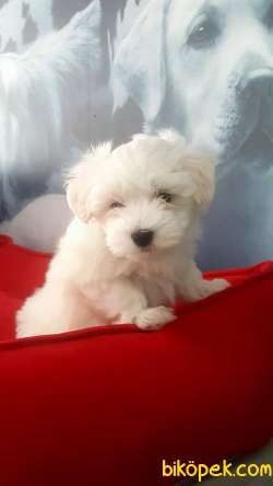 Malteseterrier Safkan Orjinal A Kalite Boyut Ve Sağlık Garantili 1