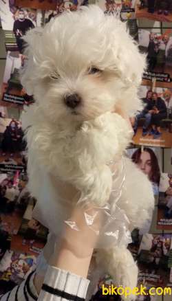 Malteseterrier Sıfır Numara  Orjinal Safkan Beyaz 1
