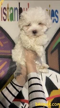 Malteseterrier Sıfır Numara  Orjinal Safkan Beyaz 2