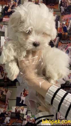 Malteseterrier Sıfır Numara  Orjinal Safkan Beyaz 3