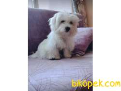 MALTESSE TERRİER CİNSİ 3