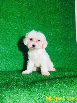 MALTESSE TERRİER CİNSLERİ 3