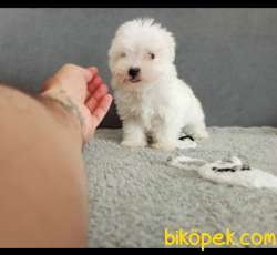 MALTESSE TERRİER CİNSLERİ 4