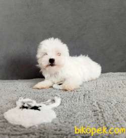 MALTESSE TERRİER CİNSLERİ 2