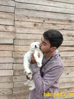 Maltesse Terrier Yavrularımız 1