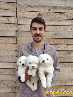 Maltesse Terrier Yavrularımız 4