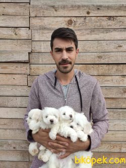Maltesse Terrier Yavrularımız 2