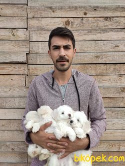 Maltesse Terrier Yavrularımız 3