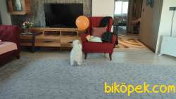 Malties Terrier 7 Aylık, Elbistan'da 2