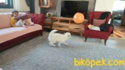 Malties Terrier 7 Aylık, Elbistan'da 3