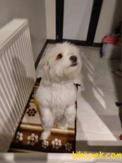 Malties Terrier 7 Aylık, Elbistan'da 4
