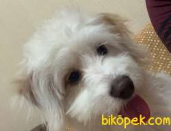 Malties Terrier 7 Aylık, Elbistan'da 1