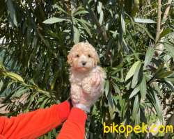 MALTİPO CİNSİ 4