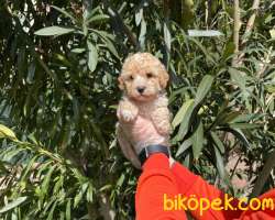 MALTİPO CİNSİ 2