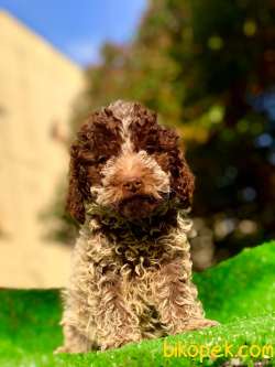 Maltipo Poodle Ayarında.. 2
