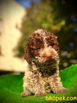 Maltipo Poodle Ayarında.. 1