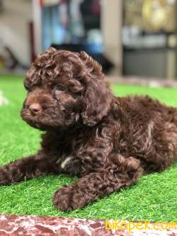 Maltipo Poodle Ayarında.. 3