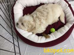 Maltipo Terrier 1 Eylül Dogum Tarihi 75 Günlük 5