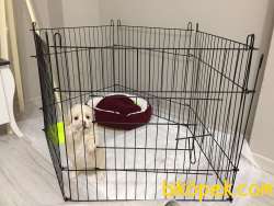 Maltipo Terrier 1 Eylül Dogum Tarihi 75 Günlük 4
