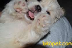 Maltipo Terrier 1 Eylül Dogum Tarihi 75 Günlük 2