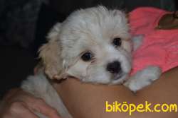 Maltipo Terrier 1 Eylül Dogum Tarihi 75 Günlük 1