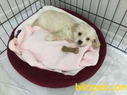 Maltipo Terrier 1 Eylül Dogum Tarihi 75 Günlük 3