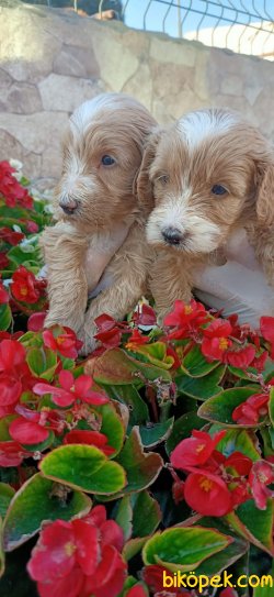 Maltipo Terrier Çok Sevimli Yavrularım Evinizin Neşe Kaynağı 2