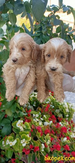 Maltipo Terrier Çok Sevimli Yavrularım Evinizin Neşe Kaynağı 5