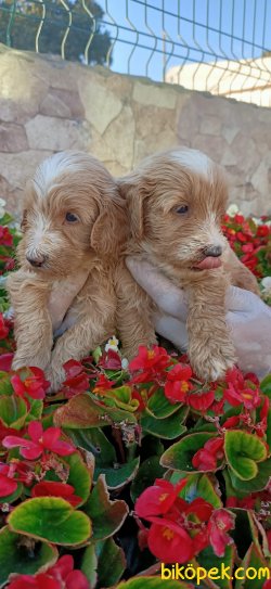 Maltipo Terrier Çok Sevimli Yavrularım Evinizin Neşe Kaynağı 3