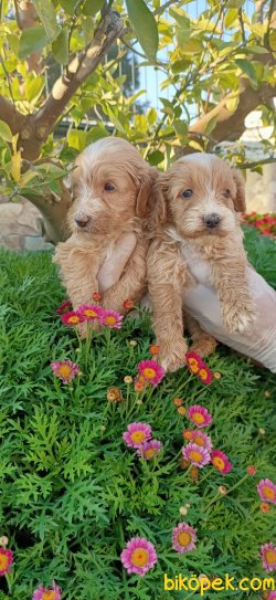 Maltipo Terrier Çok Sevimli Yavrularım Evinizin Neşe Kaynağı 4