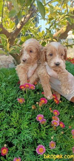 Maltipo Terrier Çok Sevimli Yavrularım Evinizin Neşe Kaynağı 1