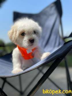 MALTİPO VE MALTESE TERRİER 4