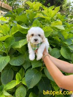 MALTİPO VE MALTESE TERRİER 3