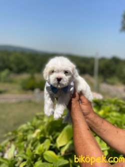 MALTİPO VE MALTESE TERRİER 5