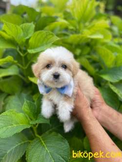 MALTİPO VE MALTESE TERRİER 2